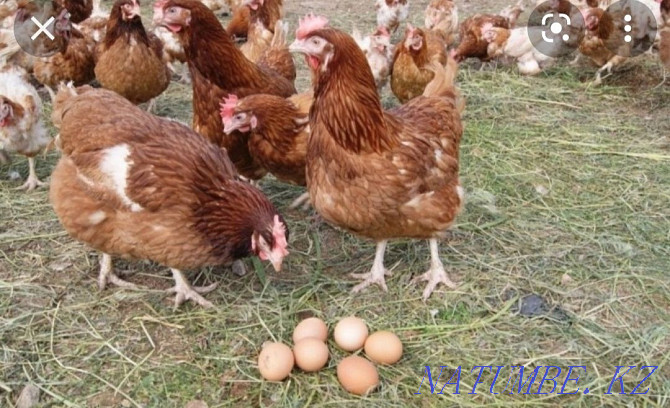 Egg on incubation breed: Black Brahma and laying hen Кайтпас - photo 2