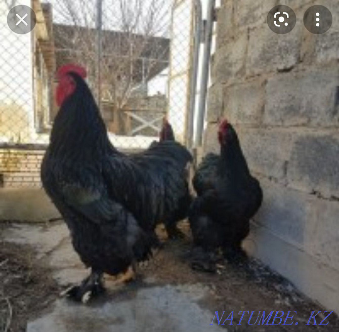 Egg on incubation breed: Black Brahma and laying hen Кайтпас - photo 3