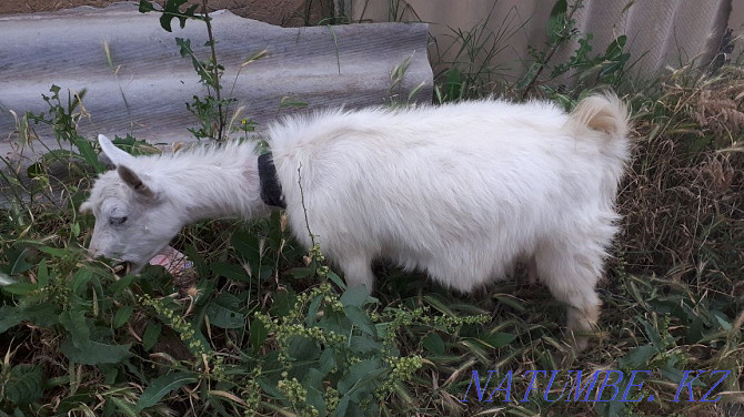 Zaanen yeshkiler family Shymkent - photo 2