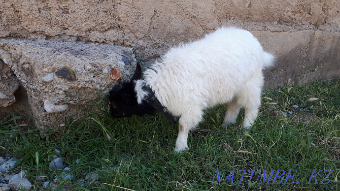 Zaanen yeshkiler family Shymkent - photo 7