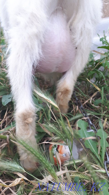 Заанен йешкилер отбасы Шымкент - изображение 3