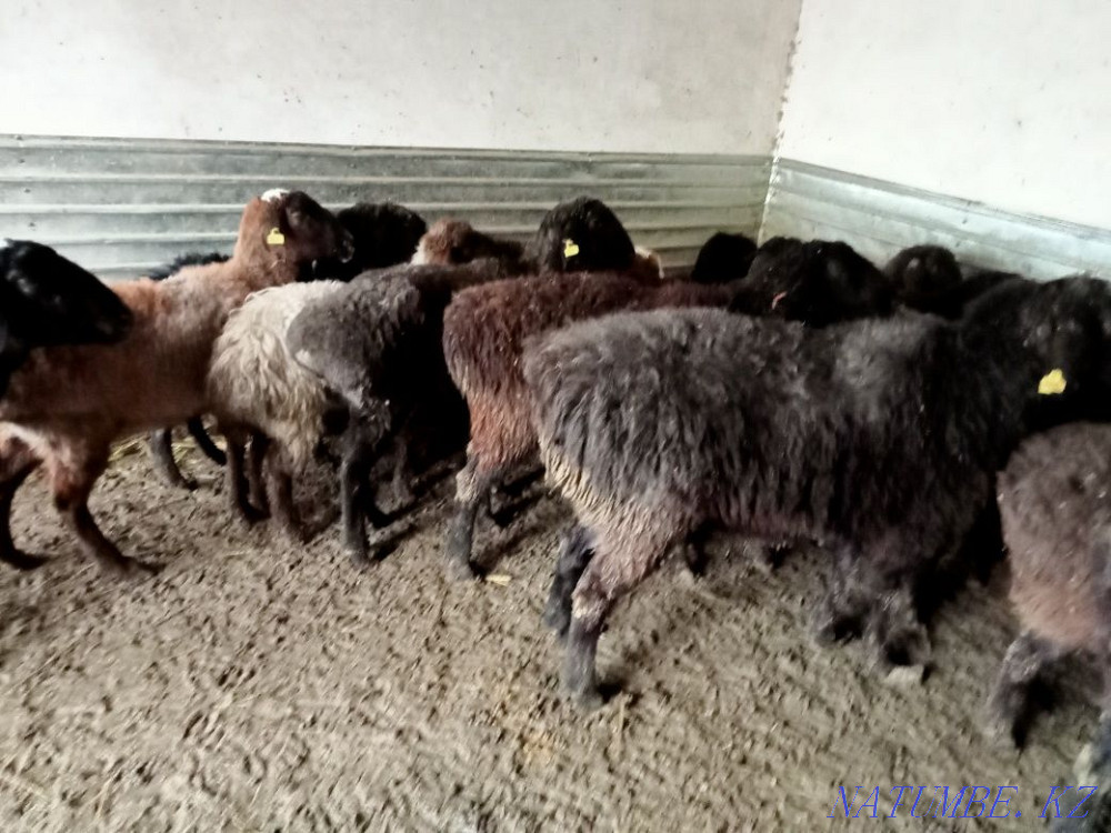 Қой тоқты бар бағылған  Қызылорда - изображение 2