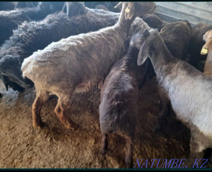 Қой тоқты бар бағылған  Қызылорда - изображение 1