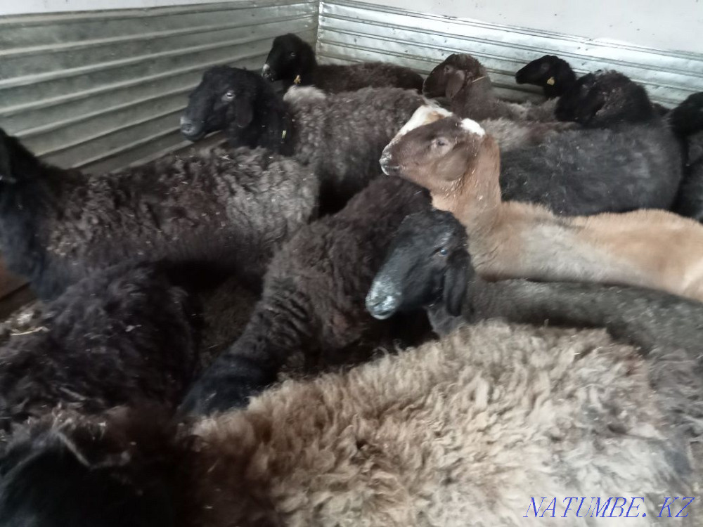 Қой тоқты бар бағылған  Қызылорда - изображение 3