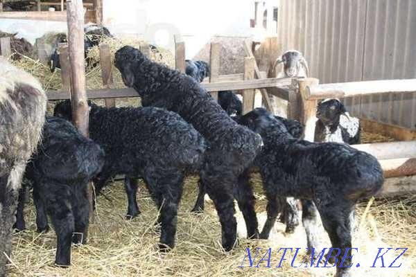 Sheep roman lambs gisar sheep mirinos edelbay  - photo 1