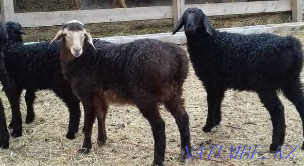 Sheep roman lambs gisar sheep mirinos edelbay  - photo 3