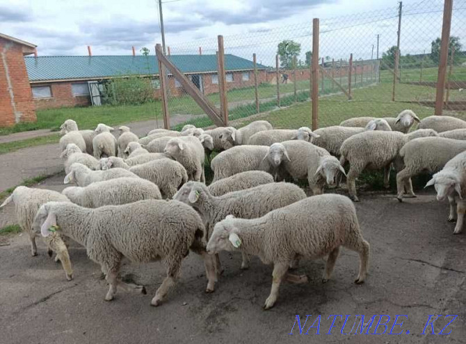 Sheep roman lambs gisar sheep mirinos edelbay  - photo 6