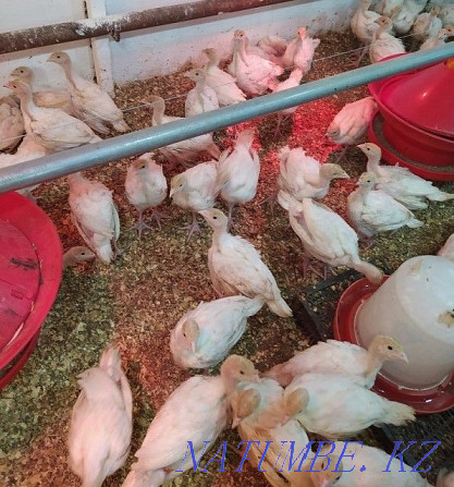 Turkey poults BIG-6 / Hybrid Converter (France). Retail and wholesale. Almaty - photo 3