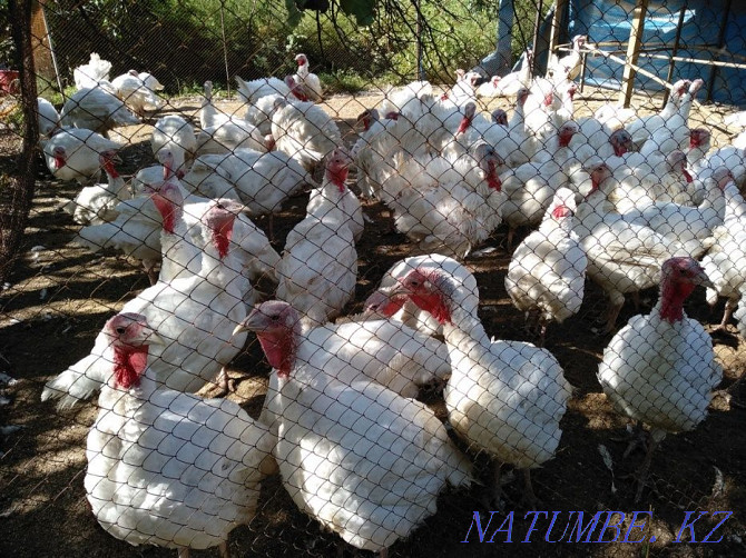 Turkey poults BIG-6 / Hybrid Converter (France). Retail and wholesale. Almaty - photo 8