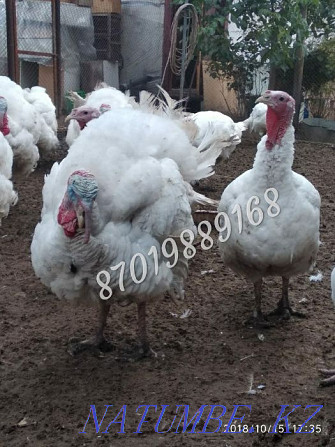 Turkey poults BIG-6 / Hybrid Converter (France). Retail and wholesale. Almaty - photo 7