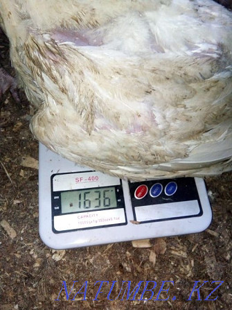 Turkey poults BIG-6 / Hybrid Converter (France). Retail and wholesale. Almaty - photo 5