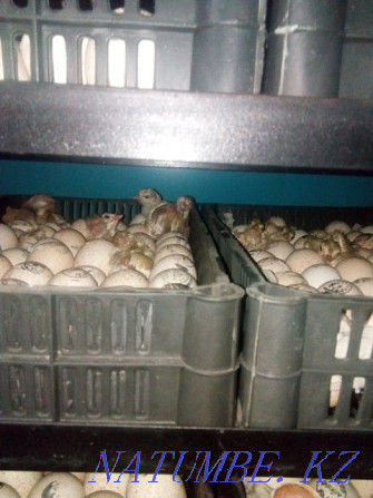 Turkey poults BIG-6 / Hybrid Converter (France). Retail and wholesale. Almaty - photo 2