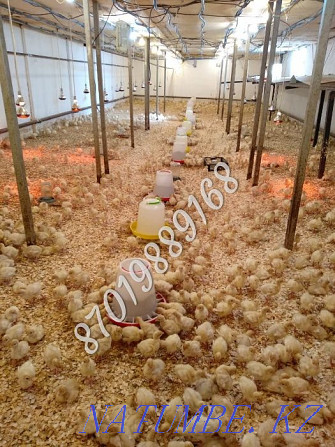 Turkey poults BIG-6 / Hybrid Converter (France). Retail and wholesale. Almaty - photo 1