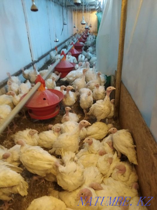 Turkey poults BIG-6 / Hybrid Converter (France). Retail and wholesale. Almaty - photo 4
