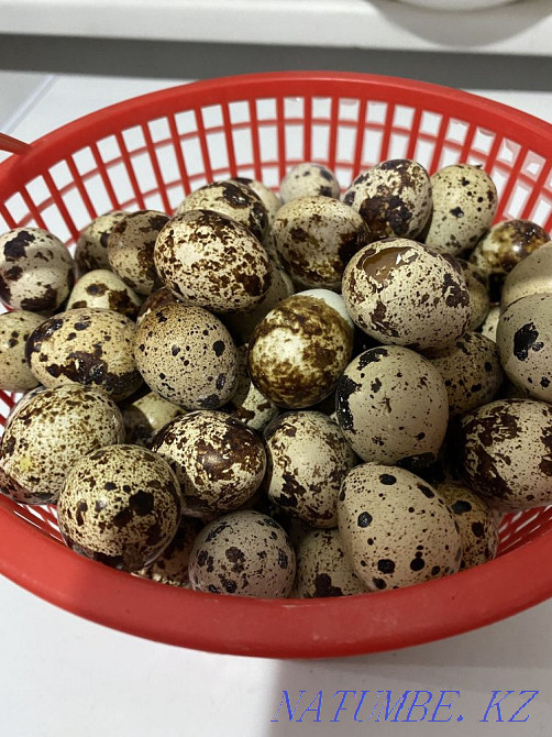 Бөден жұмыртқа Шымкент - изображение 3