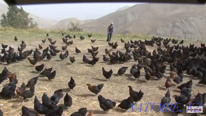 Black chickens cocks delivery adult young Almaty - photo 1