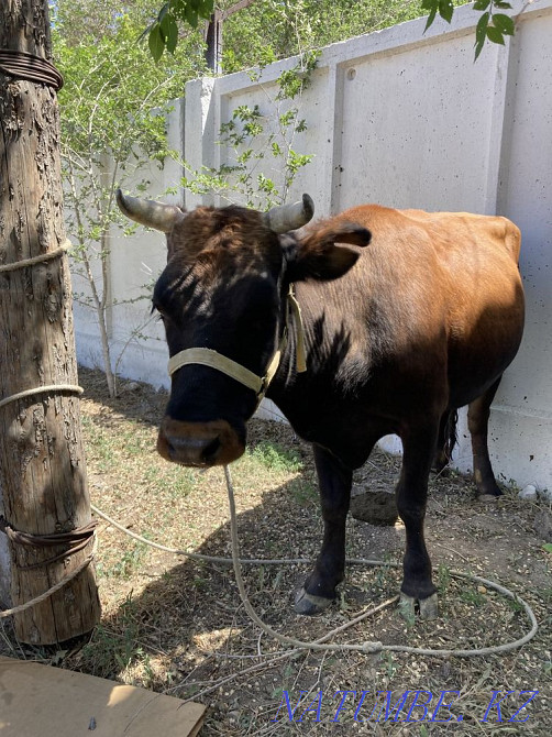 Kashar men tayynsha satylada Zhezqazghan - photo 4
