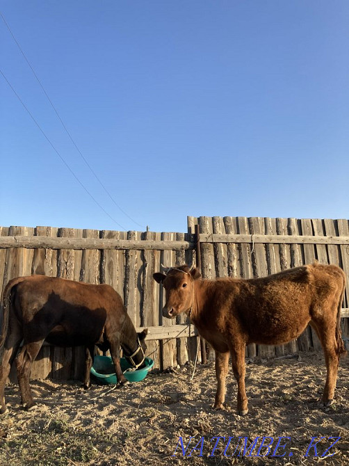 Kashar men tayynsha satylada Zhezqazghan - photo 2