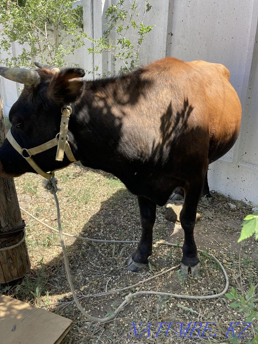 Kashar men tayynsha satylada Zhezqazghan - photo 3
