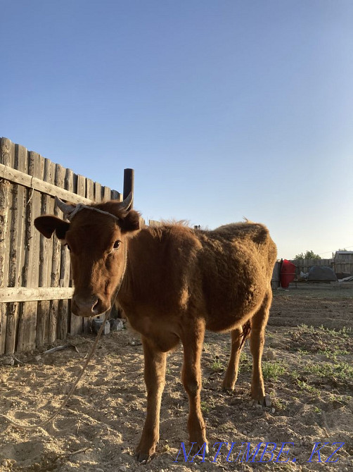 Kashar men tayynsha satylada Zhezqazghan - photo 1
