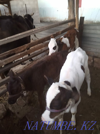 Calves for sale. Shymkent - photo 1