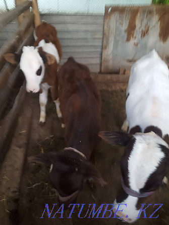 Calves for sale. Shymkent - photo 2