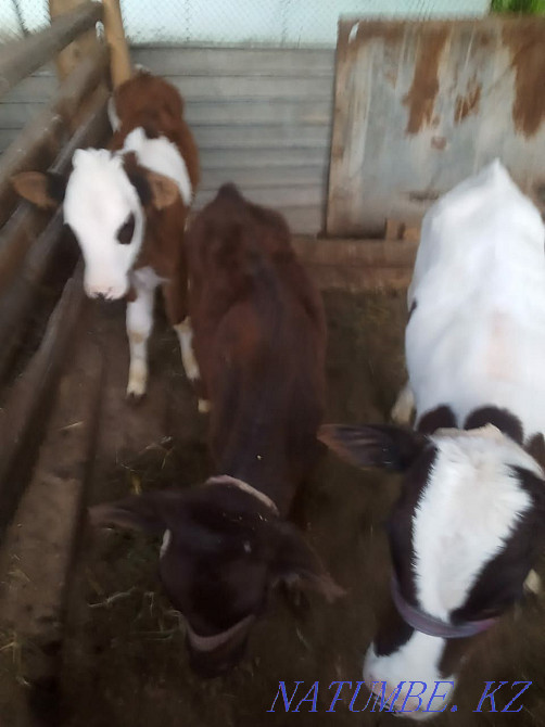 Сатуға арналған бұзаулар. Шымкент - изображение 2