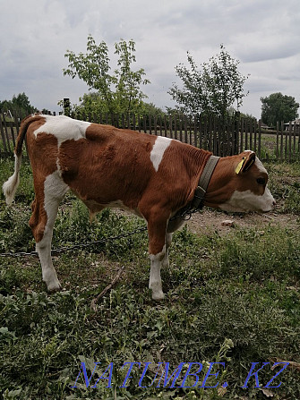 Продам бычка , 2 месяца Усть-Каменогорск - изображение 3