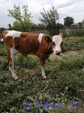 Bull for sale, 2 months old Ust-Kamenogorsk - photo 2