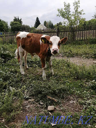 Bull for sale, 2 months old Ust-Kamenogorsk - photo 1