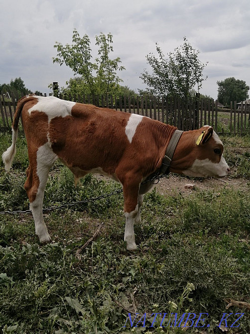 Бұқа сатылады, 2 айлық  Өскемен - изображение 3