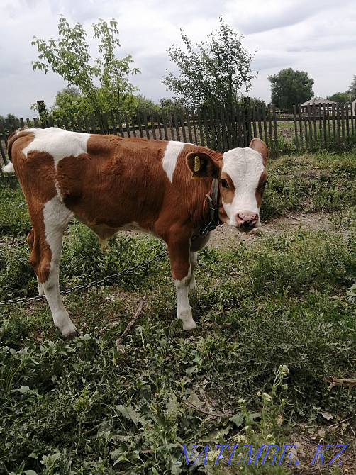 Бұқа сатылады, 2 айлық  Өскемен - изображение 2