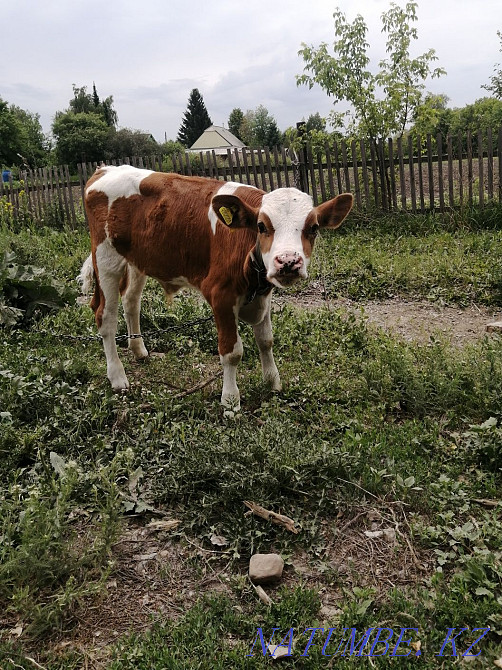 Бұқа сатылады, 2 айлық  Өскемен - изображение 1