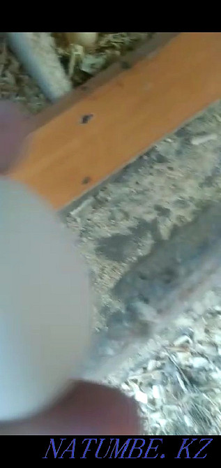 Продам домашних кур Тараз - изображение 5