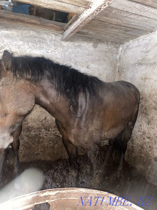 Sell fat horses of different ages to choose from Astana - photo 5