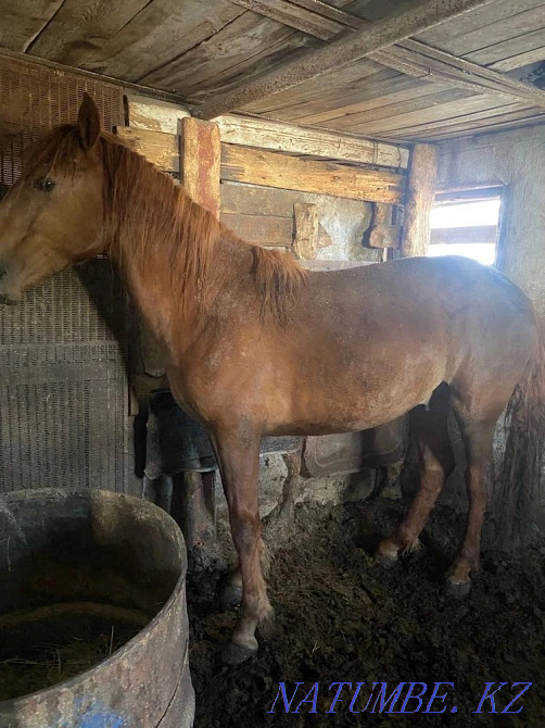 Sell fat horses of different ages to choose from Astana - photo 3