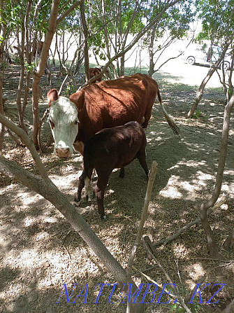 Sell cow and calf  - photo 1