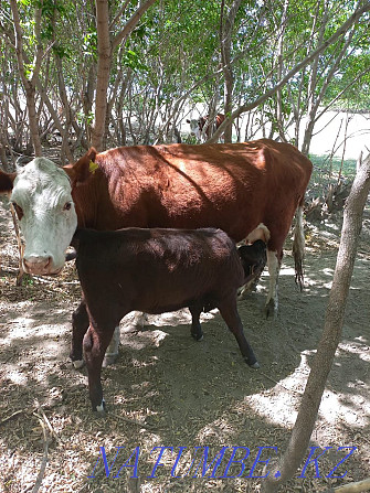 Sell cow and calf  - photo 2