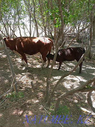 Sell cow and calf  - photo 3