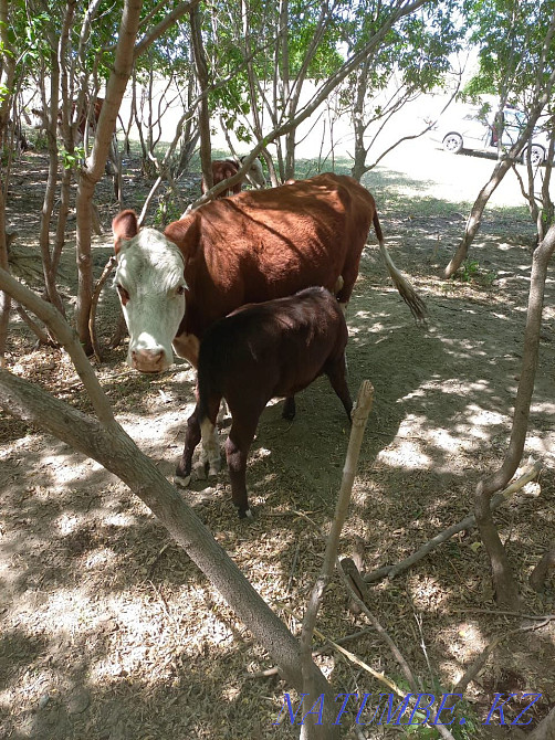 Sell cow and calf  - photo 1