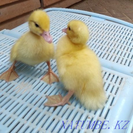 Мускусные утята (индоутки) Мичурино - изображение 2