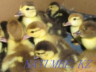 Мускусные утята (индоутки) Мичурино - изображение 3