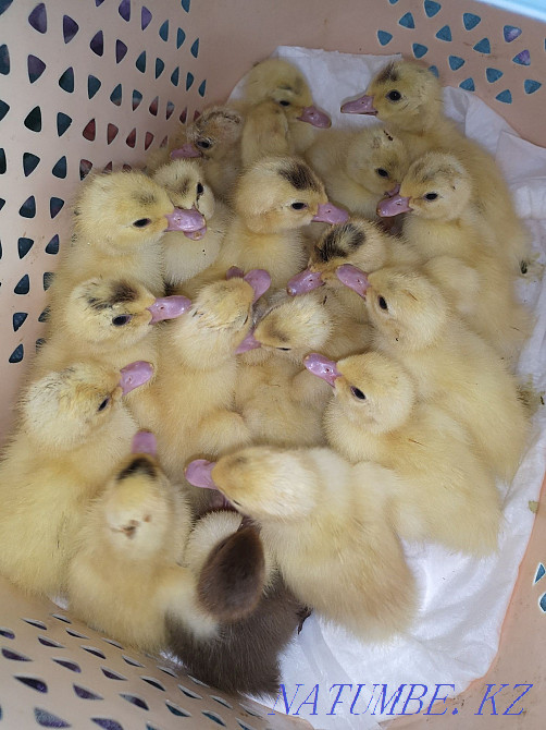 Мускусные утята (индоутки) Мичурино - изображение 1