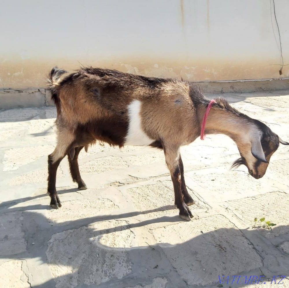 Asyl t??ymdy sauyn eshki satylady. Zhanaozen - photo 1