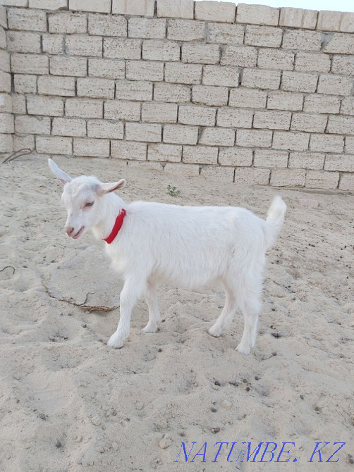 Asyl t??ymdy sauyn eshki satylady. Zhanaozen - photo 2