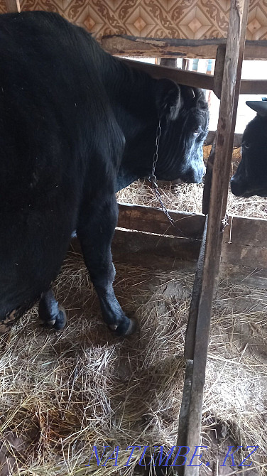 I will sell a bull, you can for meat, you can live  - photo 1