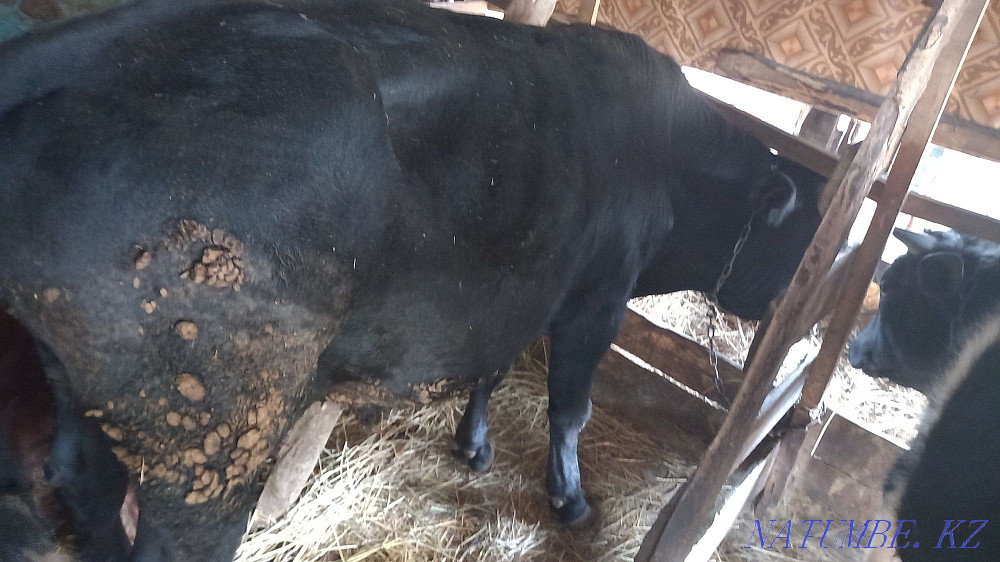 I will sell a bull, you can for meat, you can live  - photo 2