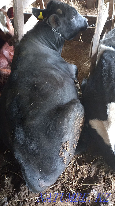 I will sell a bull, you can for meat, you can live  - photo 3