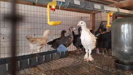 Цыплята 1,5 месяца Болтирик шешен
