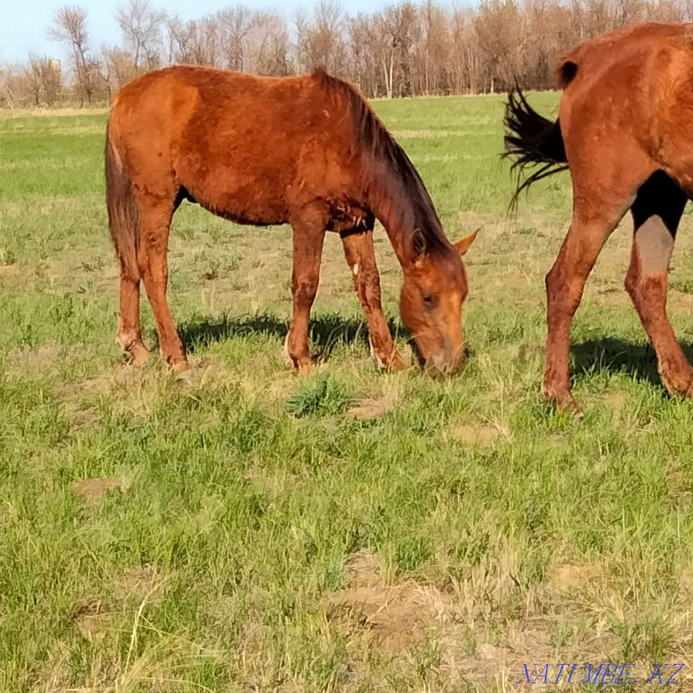 Zhylkylar  - photo 4